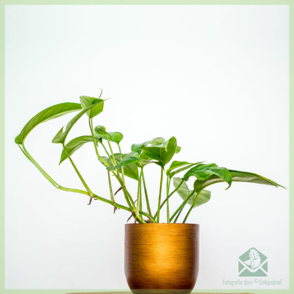 Epipremnum pinnatum Green Encanta kopen