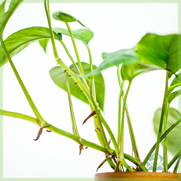 Epipremnum pinnatum Green Encanta kopen
