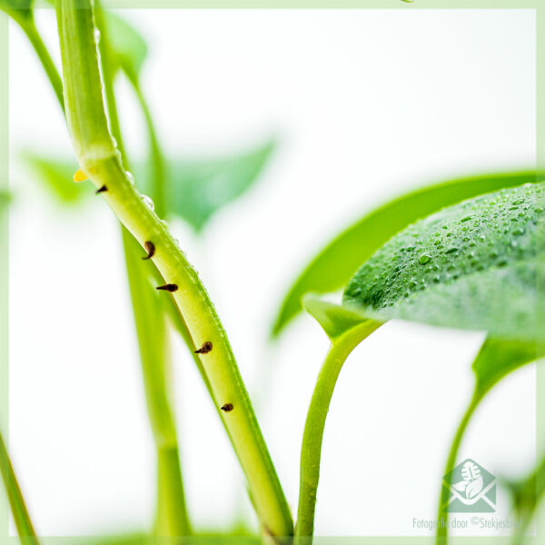 Achte Epipremnum pinnatum Green Encanta