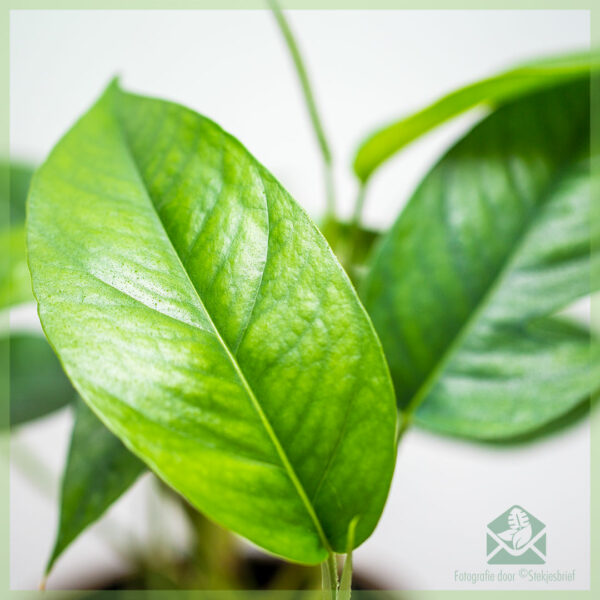 Epipremnum pinnatum Green Encanta kopen