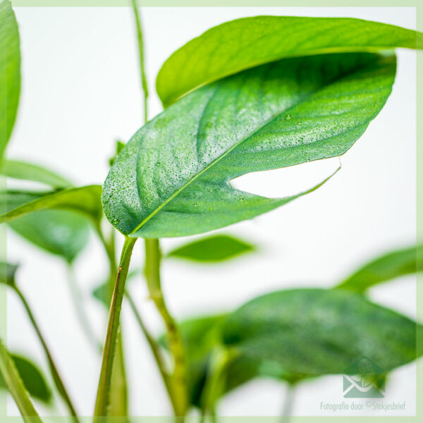 Epipremnum pinnatum Green Encanta kopen
