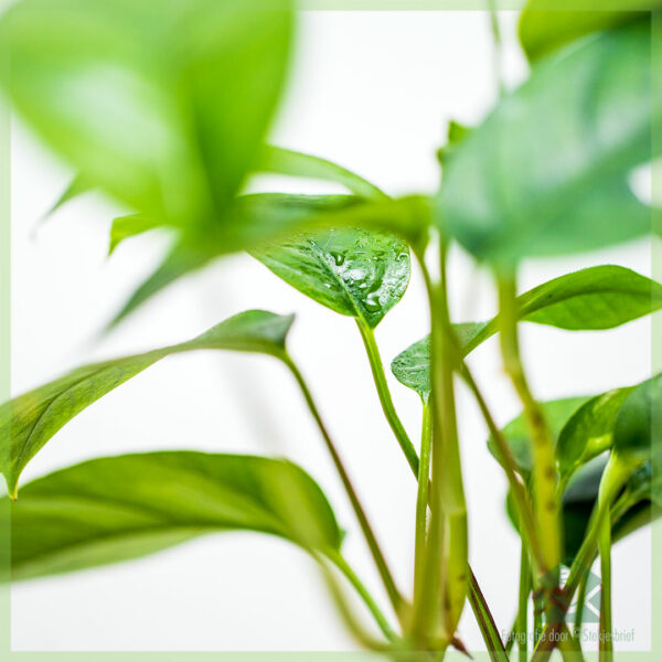 Epipremnum pinnatum Green Encanta kopen