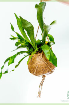 Kaupa stag horn fern - Platycerium alcicorne í coir hangandi potti