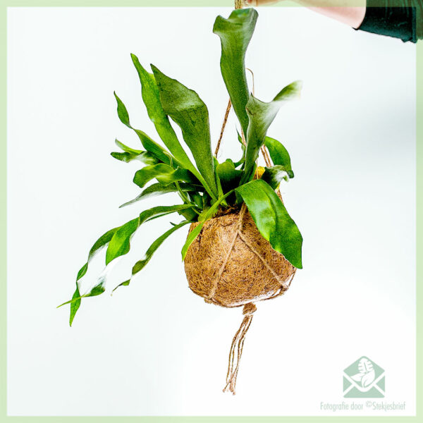 Hertshoornvaren - Platycerium alcicorne in coir hangpot kopen