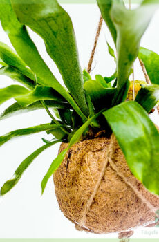 Keapje stag horn fern - Platycerium alcicorne yn kokos hing pot