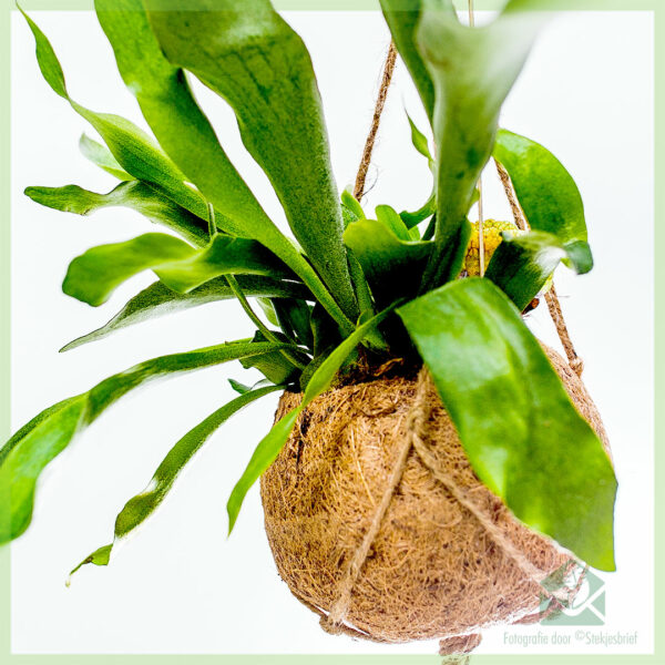 Hertshoornvaren - Platycerium alcicorne in coir hangpot kopen