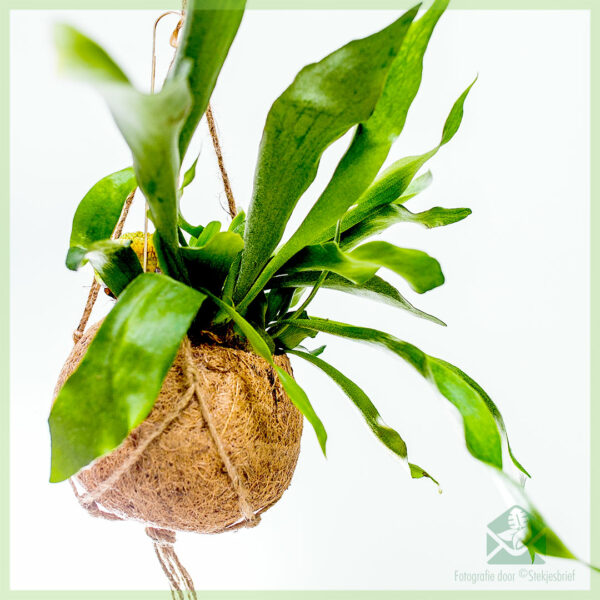 Купете папрат од еленски рог - Platycerium alcicorne во висечки тенџере од кокос