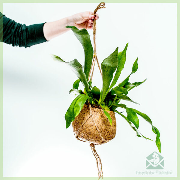 Hertshoornvaren - Platycerium alcicorne in coir hangpot kopen