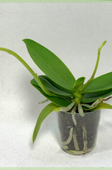 Ceannaich orchid phalaenopsis orchids gearraidhean freumhaichte