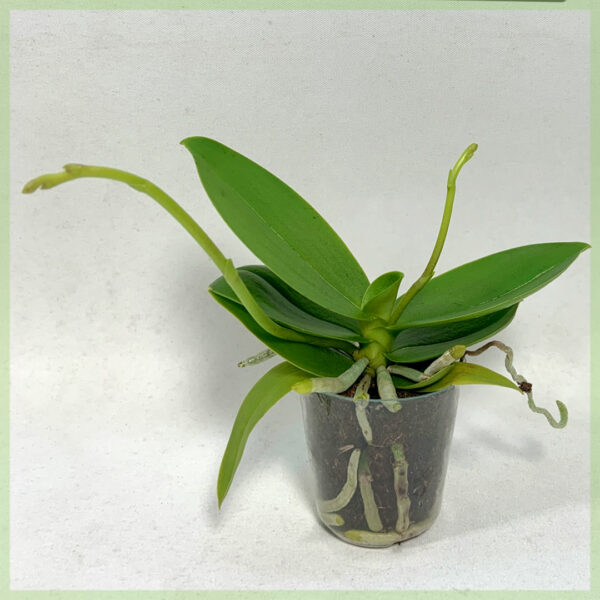 Ceannaich orchid phalaenopsis orchids gearraidhean freumhaichte