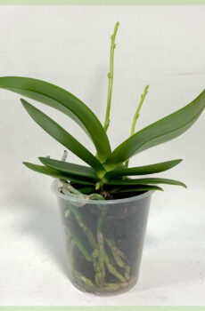 Kaaft Orchidee Phalaenopsis Orchidee verwuerzelt Ausschnëtter