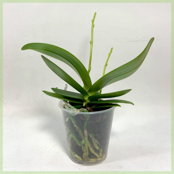 Mésér orchid phalaenopsis orchids rooted cuttings