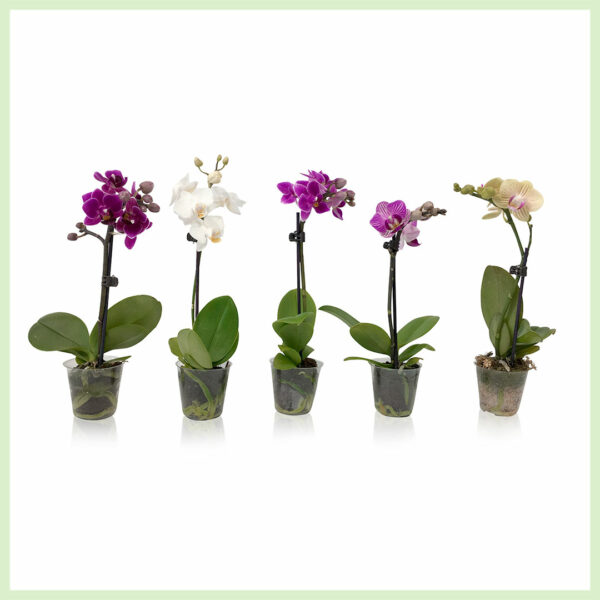 Pequeño Amor - Orchid Phalaenopsis blooming orchids 1 branch Mix buy