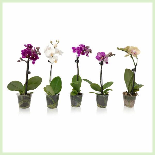 Pequeño Amor - Orchidee phalaenopsis bloeinde orchideeën 1 tak Mix kopen