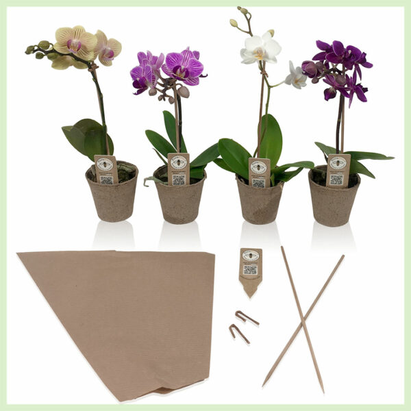 Pequeño Amor - Orchidee phalaenopsis bloeinde orchideeën 1 tak Eco mix kopen