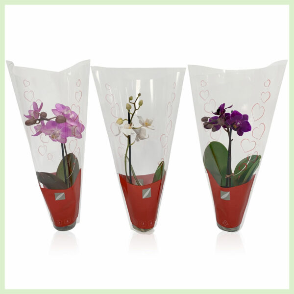 Pequeño Amor - Orchidee phalaenopsis bloeinde orchideeën 1 tak Hearts kopen