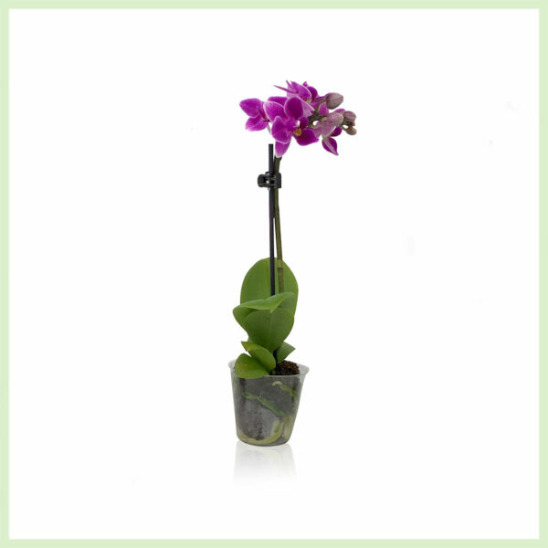Kaufen Sie Pequeño Amor - Orchidee Phalaenopsis Blühende Orchideen 1 Zweig Lila
