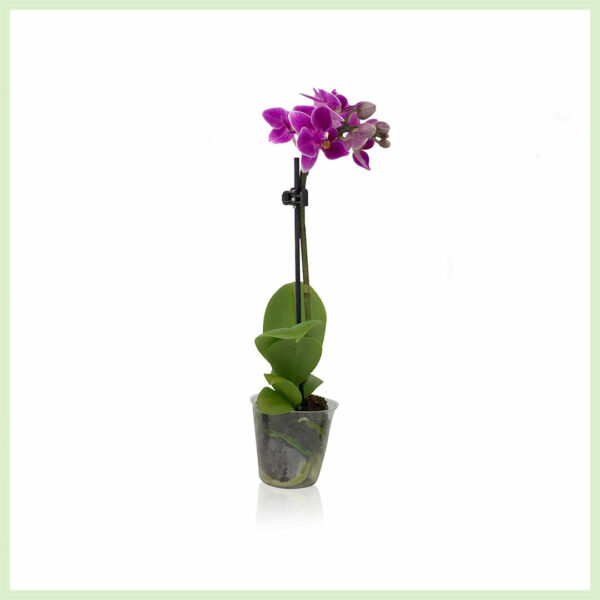 Pequeño Amor - Orchidee phalaenopsis bloeinde orchideeën 1 tak Purple kopen
