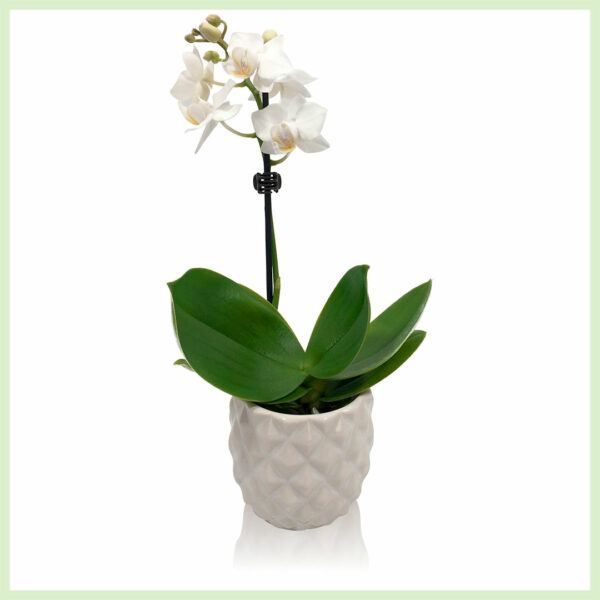 Купити Pequeño Amor - Орхідея фаленопсис квітуча орхідея 1 гілка Біла