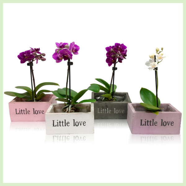 Pequeño Amor - Orchidee phalaenopsis bloeiende orkideen 2 tûke Houten mixkast keapje
