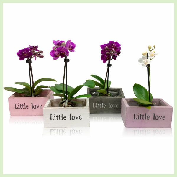 Pequeño Amor - Orchid phalaenopsis kvitnúce orchidey 2 vetvy Drevený mix box kúpiť