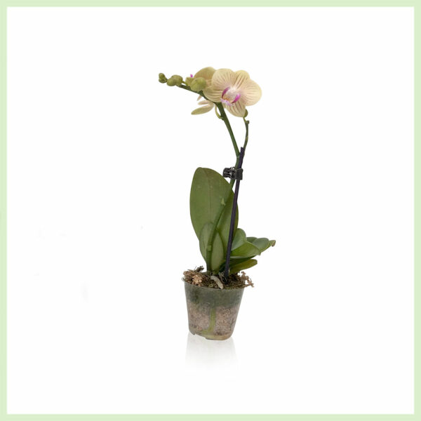 Pequeño Amor - Orchidee phalaenopsis bloeinde orchideeën 1 tak Yellow Orange kopen