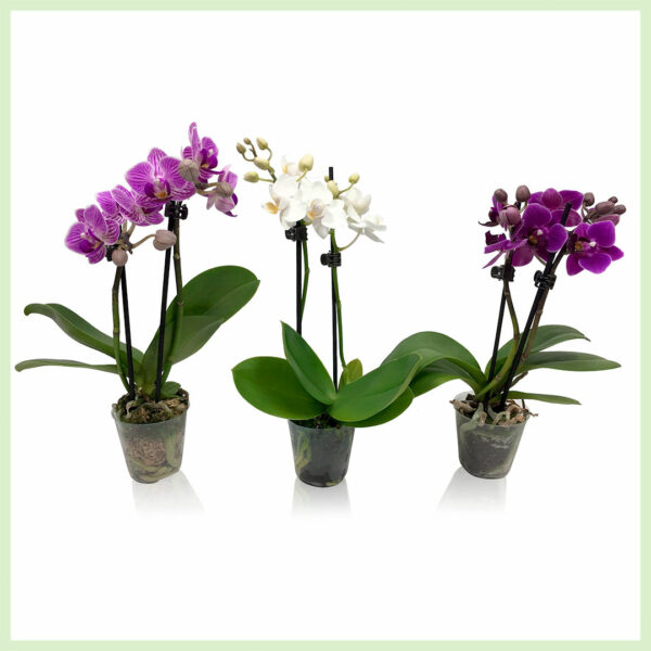 Vásároljon Pequeño Amor - Orchid Phalaenopsis Blooming Orchids 2 Branch Trio Mix
