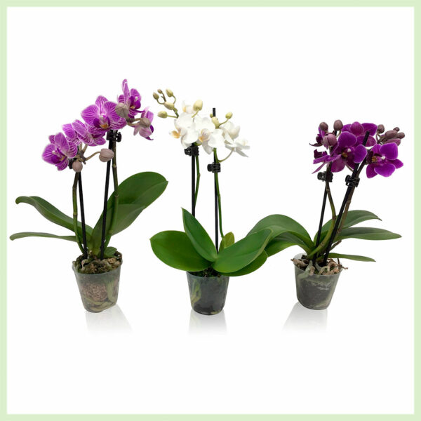 Kúpiť Pequeño Amor - Orchid Phalaenopsis Blooming Orchids 2 Branch Trio Mix