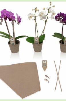 Pequeño Amor - Orchid Phalaenopsis žydinčios orchidėjos 2 šakos Eco mix pirkti