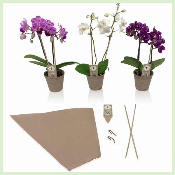 Pequeño Amor - Orchidee phalaenopsis bloeinde orchideeën 2 tak Eco mix kopen