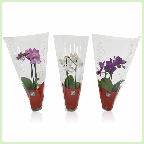 Kaufen Sie Pequeño Amor - Orchidee Phalaenopsis Blühende Orchideen 2 Zweigherzen