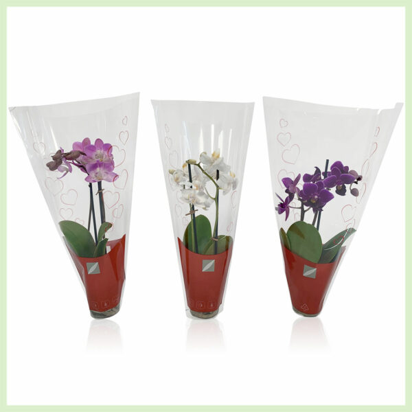 Pequeño Amor - Orchidee phalaenopsis bloeinde orchideeën 2 tak Hearts kopen