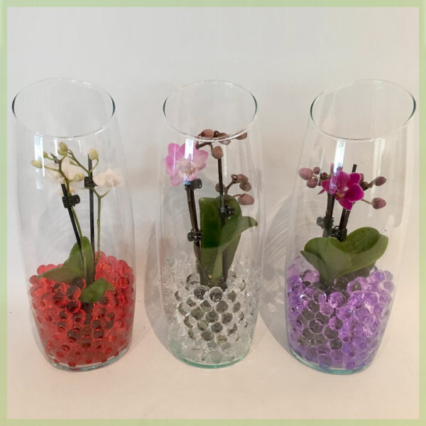 Pequeño Amor - Orchidee phalaenopsis bloeinde orchideeën 2 tak Mix in Glas kopen