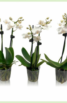 Prodám Pequeño Amor – Orchid phalaenopsis kvetoucí orchideje 2 větve bílé