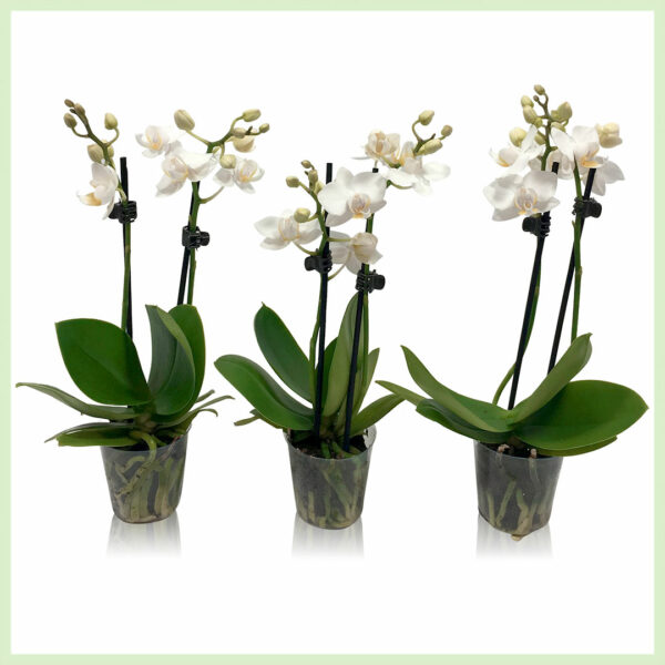 Keapje Pequeño Amor - Orchid phalaenopsis bloeiende orkideen 2 tûken wyt