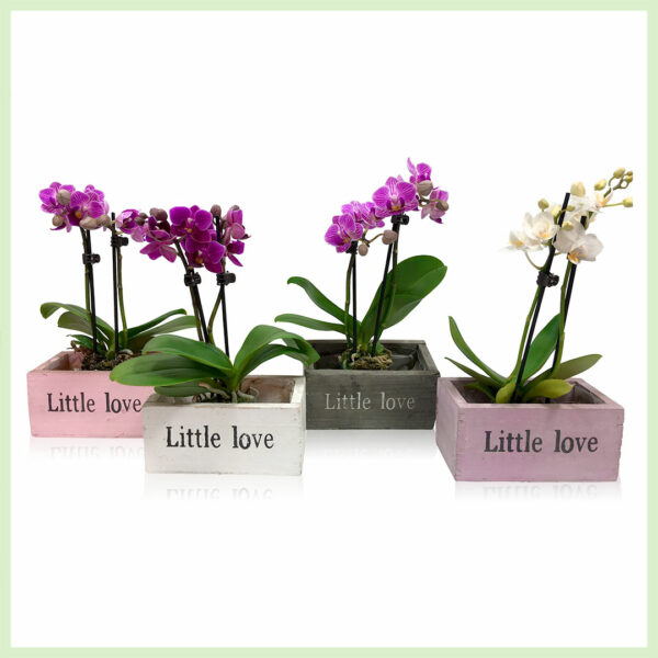 Pequeño Amor - Orchidee phalaenopsis bloeinde orchideeën 2 tak Wooden mix box kopen