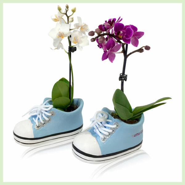 Pequeño Amor - Orchidee phalaenopsis bloeinde orchideeën kopen - P5.5 H18 cm, 1 tak el Niño kopen