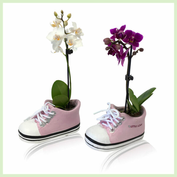 Pequeño Amor خریدیں - Orchid Phalaenopsis blooming orchids - P5.5 H18 cm، 1 برانچ el Niña خریدیں