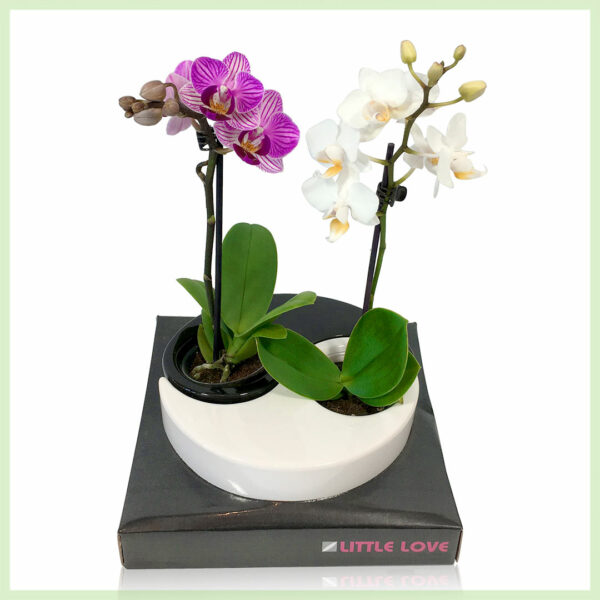 Pequeño Amor - Cumpărați orhidee phalaenopsis orhidee cu flori - P5.5 H18 cm, 2 ramuri YingYang