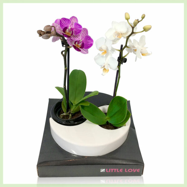 Pequeño Amor - Orchidee phalaenopsis bloeinde orchideeën kopen - P5.5 H18 cm, 2 tak YingYang