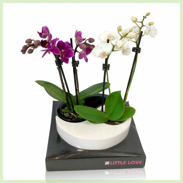 Pequeño Amor - Orchidee phalaenopsis bloeinde orchideeën kopen - P5.5 H18 cm, 2 tak YingYang