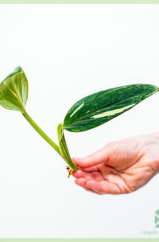 Acheter Philodendron cobra bouture non racinée