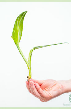 Cumpărați tăietură nerădăcinată cobra Philodendron