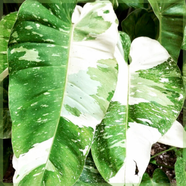 acheter et entretenir philodendron jose buono