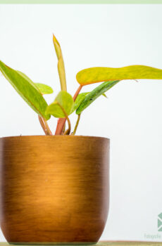 Philodendron Painted Lady kopen en verzorgen