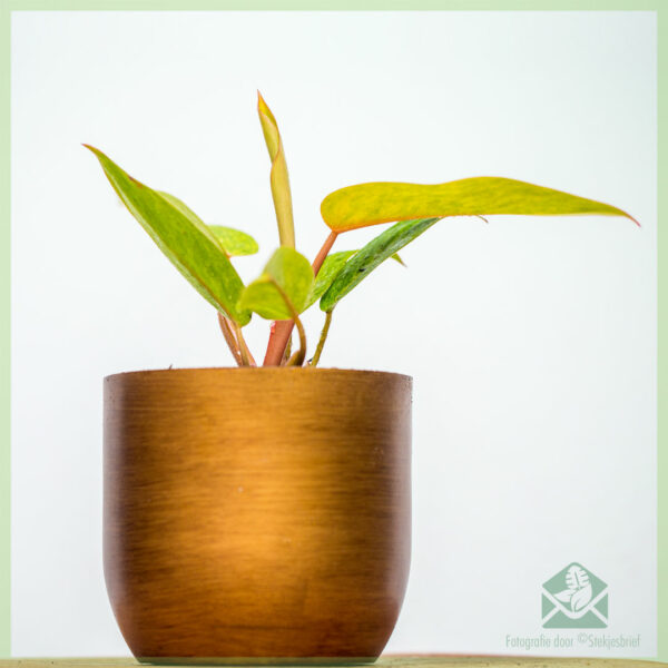 Philodendron Painted Lady kopen en verzorgen