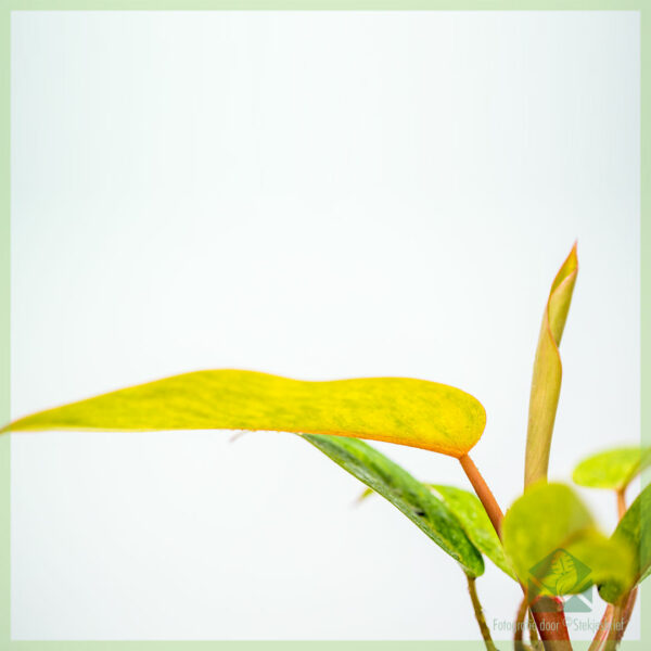 Philodendron Painted Lady kopen en verzorgen