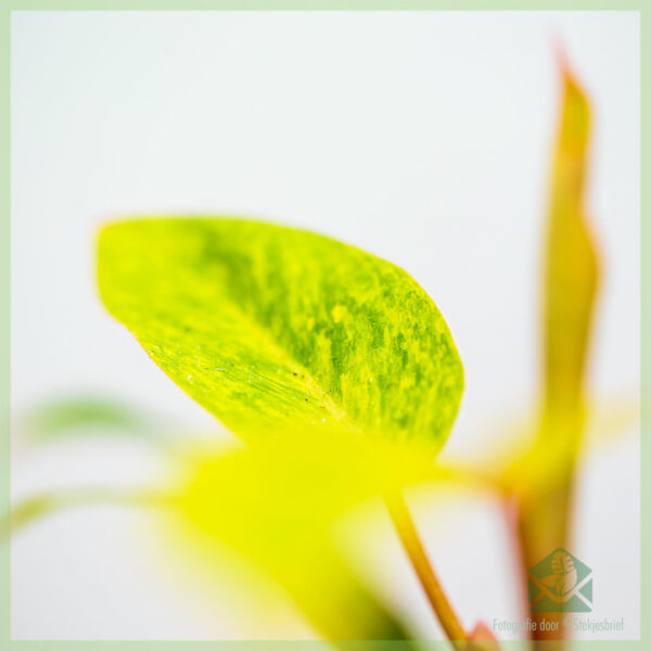 Philodendron Painted Lady kopen en verzorgen