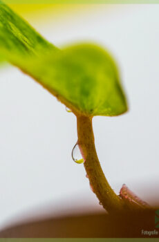 Philodendron Painted Lady kopen en verzorgen