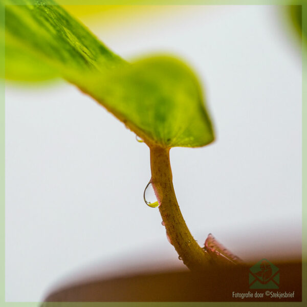 Philodendron Painted Lady kopen en verzorgen